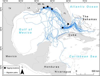 Migration Corridors and Threats in the Gulf of Mexico and Florida Straits for Loggerhead Sea Turtles